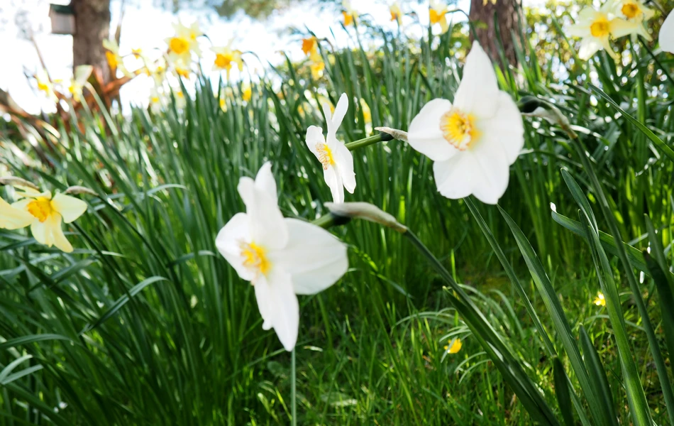 Daffodils flower at Hill House