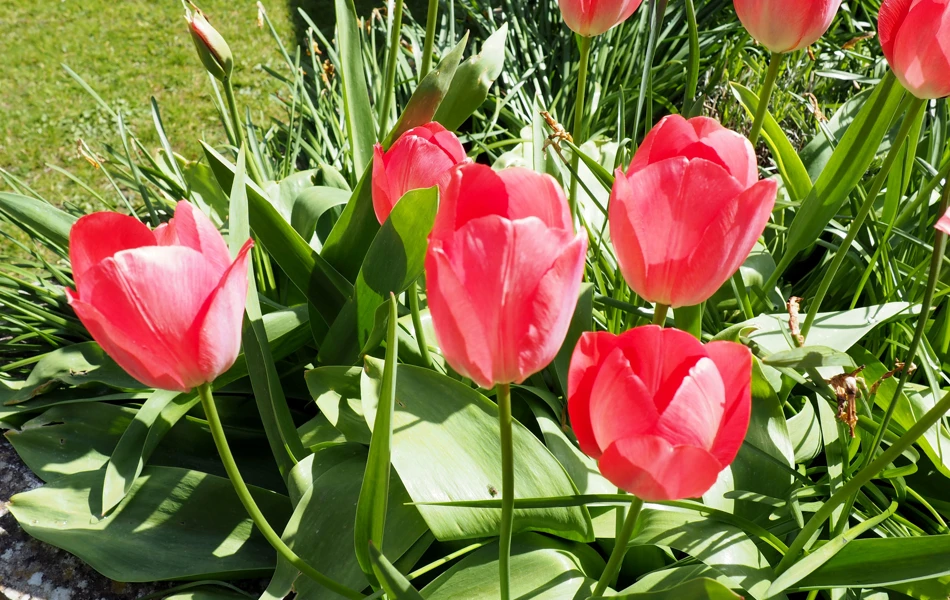 Tulips in bloom at Hill House, Honiton