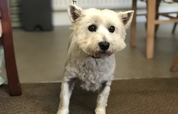 It's not home without your beloved pet, so bring them along to be a part of the family